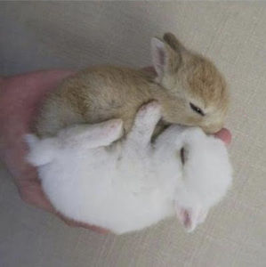 Meet your Posher, Farrah